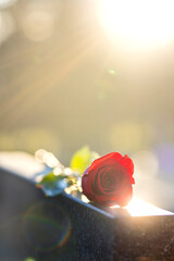 Red rose lying on a monument in a cemetery at sunset. Memory of the deceased. Expression of love