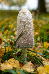 Schopftintling im bunten Laub 8