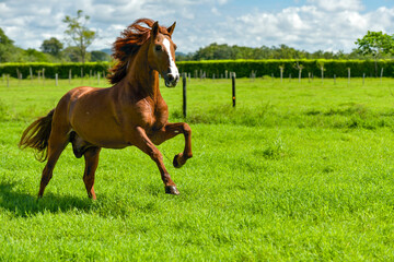 Obraz premium Purebred Spanish Horse, Chestnut Andalusian stallion in a meadow - stock photo