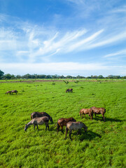 Group of pregnant mares and purebred Spanish foals in feeding pastures - stock photo