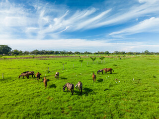 Group of pregnant mares and purebred Spanish foals in feeding pastures - stock photo