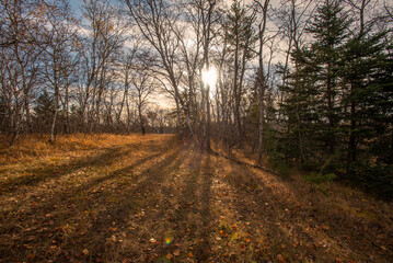 Autumn hike in the Canadian woods