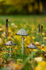 Schopftintling im bunten Laub 2