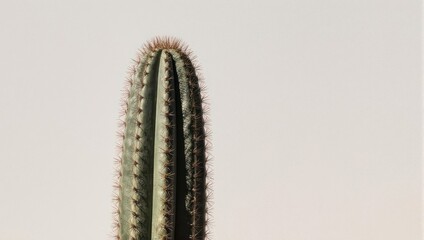 Tall cactus plant with spines against a plain background.