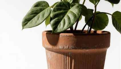 Lush green houseplant thriving in a rustic terracotta pot on a clean white background.