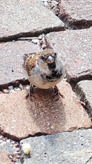 sparrow get food