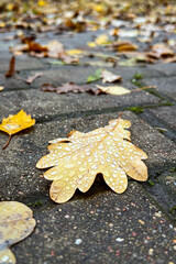 Water drops on a brown oak leaf lying on paving slabs in a park. Rainy autumn. Vertical. Fall background.