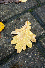 Water drops on a brown oak leaf lying on paving slabs in a park. Rainy autumn. Vertical. Fall background.