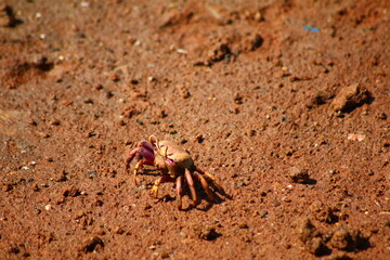 crabe violoniste femelle sur le sable rouge du lagon de moulay-bouselham, maroc