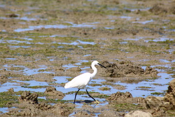 oiseau grande aigrette dans le lagon de moulay-bouselham, maroc