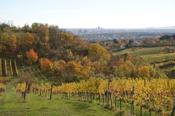 紅葉の葡萄園とウィーンの街