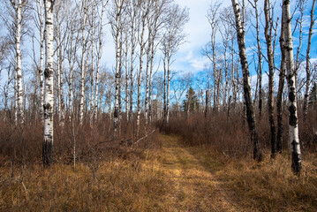 Autumn hike in the Canadian woods