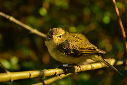 Common chiffchaff bird perched on a tree branch in Magurski National Park, Poland