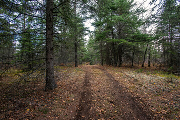 Autumn hike in the Canadian woods
