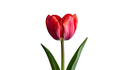 Fototapeta premium A solitary vibrant red tulip with green leaves against a stark black background