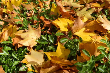 La chute des feuilles &agrave; l'automne