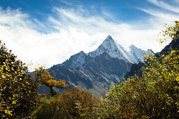 Yellow pine forest with snow mountains in the background at Yading Nature Reserve