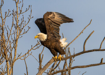 Bald eagle in flight with blue sky