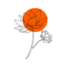 lotus flower isolated on white