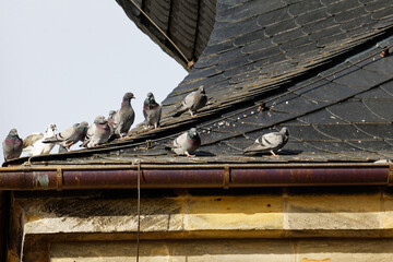 Tauben