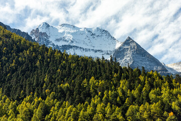 Pine forest with snow mountains in the background at Yading Nature Reserve