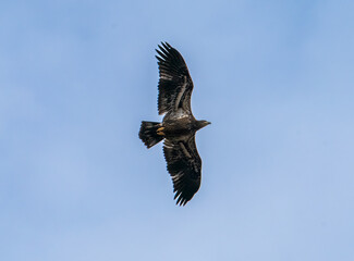 Bald eagle in flight with blue sky