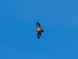 Bald eagle in flight with blue sky