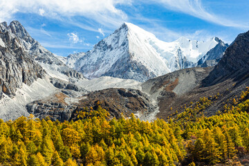 Yellow pine forest with snow mountains in the background at Yading Nature Reserve