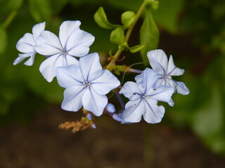 Capensis (Cape Plumbago)