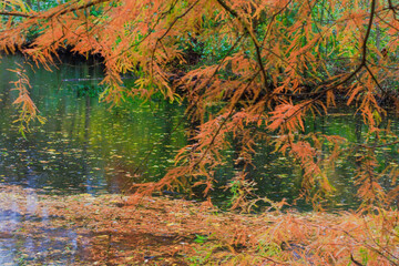 Fall trees landscape in vibrant colors