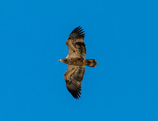 Bald eagle in flight with blue sky