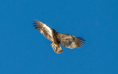 Bald eagle in flight with blue sky