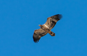 Bald eagle in flight with blue sky