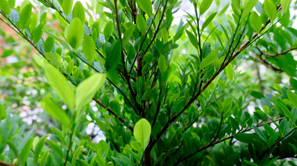 Colombian little tree of coca used to make cocaine.