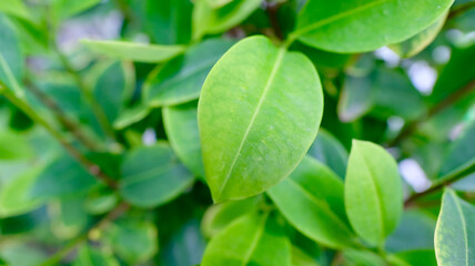 Colombian little tree of coca used to make cocaine.