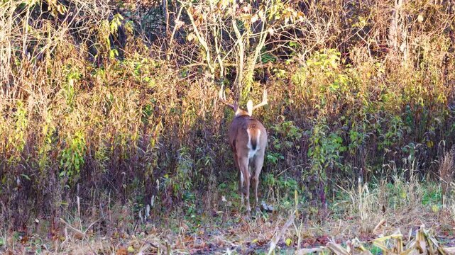 Whitetail buck deer (odocoileus virginianus) walking and disappearing into the forest during fall rut in Wisconsin