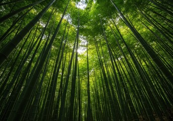 Towering bamboo stalks reach high toward the sky, forming a peaceful, dense woodland grove. Sunlight filters through the foliage, illuminating the green shafts ,thicket ,nature ,sunlight
