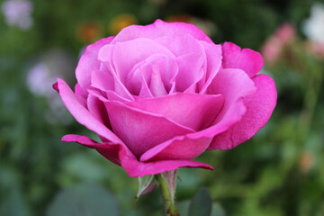 Dark background with a bright pink rose bud in a summer garden. Beautiful natural background. Delicate petals. Fragrant rose bud in close-up. pink rose in garden.