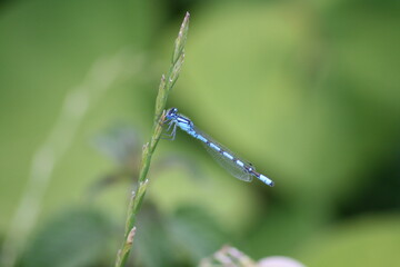 Insecte bleu Agrion porte-coupe mâle sur un brin d'herbe, Avajan, Hautes-Pyrénées, France