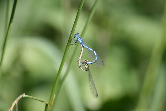 Accouplement en forme de coeur Insecte bleu Agrion porte-coupe sur un brin d'herbe, Avajan, Hautes-Pyr&eacute;n&eacute;es, France