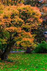Fall trees landscape in vibrant colors