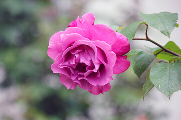 background with a bright pink rose bud in a summer garden. Beautiful natural background. Delicate petals. Fragrant rose bud in close-up. pink rose in garden.
