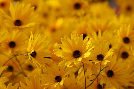 A large cluster of narrowleaf sunflowers, cheerful yellow flowers with dark centers