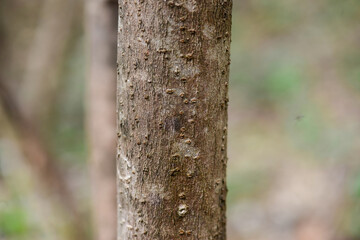 Fototapeta premium Viburnum erosum is a deciduous shrub in the honeysuckle family with soft hairy leaves, white flowers blooming in spring, and red berries in autumn. Found in southern Korea’s mountain forests.