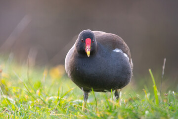 Common Moorhen with Red Bill Facing Camera