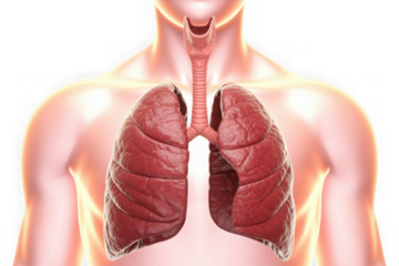 : 3D model of human lungs