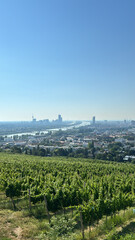 Vineyards overlooking Vienna, Austria, with a scenic view of the city skyline on a sunny day. Beautiful mix of nature, hills, and urban landscape
