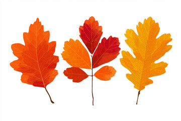 Vector autumn leaf set (maple, oak) in warm oranges and reds, bold outlines, flat colors, isolated on white, no text, no logos