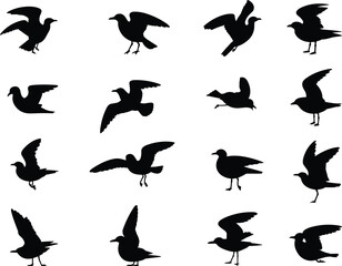 Silhouettes of flying and standing birds in various poses, isolated black bird shapes, avian posture collection, wildlife vector set for design and study