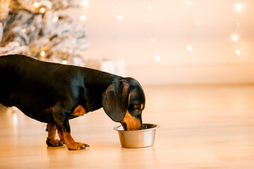 One beautiful black dachshund dog is standing on the floor near an iron bowl. New Year's hundred